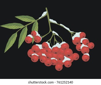 Branch with bunch of rowan berries under snow on black - Vintage vector art