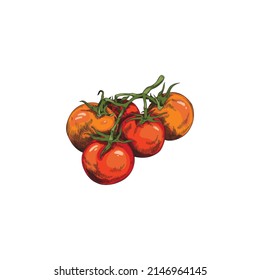 Branch of bush tomatoes or cherry tomato, hand drawn color vector illustration isolated on white background. Engraved tomatoes image for food and sauces packaging design.