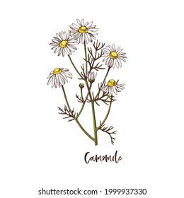 Branch of Camomile. Medicinal herb