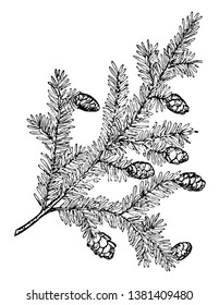 537 Hemlock drawing Images, Stock Photos & Vectors | Shutterstock