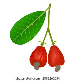 Branch with cashew nuts and leaf on a white background.
