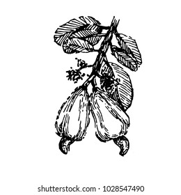 Branch with cashew nuts plant hand draw illustration sketch