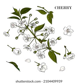 branch of cherries with flowers. Spring cherry blossoms, sakura. hand drawing