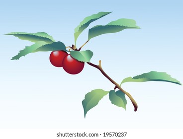 Rama con cerezas. Ilustración vectorial.