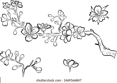 Branch of cherry blossom. hand drawn isolated sakura vector set.Apricot vector for elements on white isolated background.