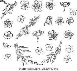 Branch of cherry blossom. hand drawn isolated sakura vector set.Apricot vector for elements on white isolated background.Sakura illustration for printing on backdrop.