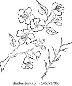 Branch of cherry blossom on isolated background. Sakura vector for coloring book on white background.