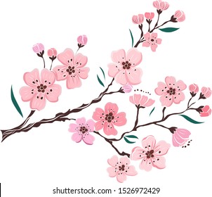 Branch of Cherry blossom on white.Vector illustration Sakura Flower,Nice Peach blossom isolated vector.Japanese floral.