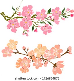 Branch Cherry Blossom On Whitevector Illustration Stock Vector (Royalty ...