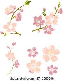Branch of Cherry blossom on white.Vector illustration Sakura Flower,Nice Peach blossom isolated vector.Japanese floral.Nature background with blossom branch of sakura flower vector on isolate.