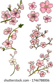 Branch of Cherry blossom on white.Vector illustration Sakura Flower,Nice Peach blossom isolated vector.Japanese floral.Nature background with blossom branch of sakura flower vector on isolate.