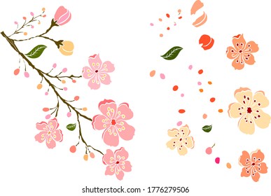 Branch of Cherry blossom on white.Vector illustration Sakura Flower,Nice Peach blossom isolated vector.Japanese floral.