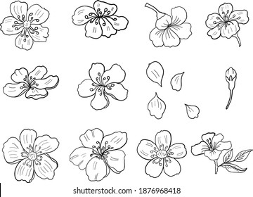 Branch of Cherry blossom on white.Vector illustration Sakura Flower,Nice Peach blossom isolated vector.Japanese floral.