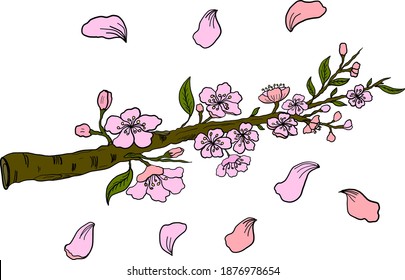 Branch of Cherry blossom on white.Vector illustration Sakura Flower,Nice Peach blossom isolated vector.Japanese floral.