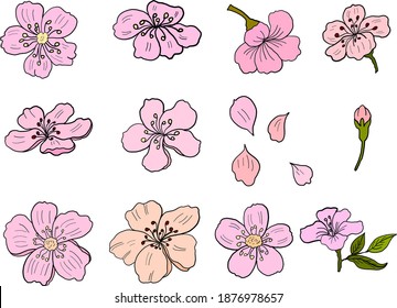 Branch of Cherry blossom on white.Vector illustration Sakura Flower,Nice Peach blossom isolated vector.Japanese floral.