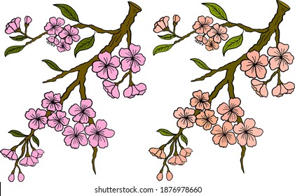 Branch of Cherry blossom on white.Vector illustration Sakura Flower,Nice Peach blossom isolated vector.Japanese floral.