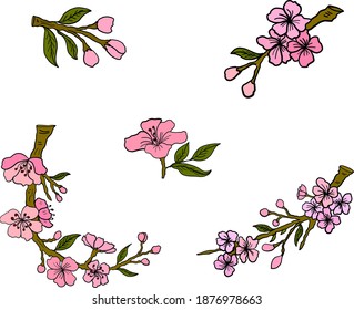 Branch of Cherry blossom on white.Vector illustration Sakura Flower,Nice Peach blossom isolated vector.Japanese floral.