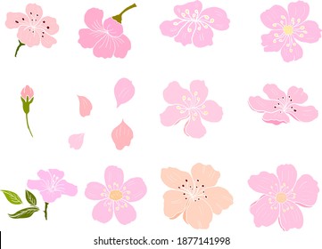 Branch of Cherry blossom on white.Vector illustration Sakura Flower,Nice Peach blossom isolated vector.Japanese floral.