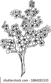 Branch of Cherry blossom on white.Vector illustration Sakura Flower,Nice Peach blossom isolated vector.Japanese floral.