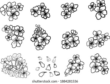 Branch of Cherry blossom on white.Vector illustration Sakura Flower,Nice Peach blossom isolated vector.Japanese floral.Nature background with blossom branch of sakura flower vector.Gold line apricot.