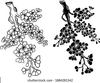 Rama de la flor del cerezo en blanco. Ilustración vectorial Sakura Flower, flor de la meseta Niza aislada vector.Floral japonesa.
