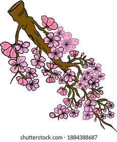 Zweig der Kirschblüte auf Weiß.Vektorgrafik Sakura Blume, Nizza Pfirsichblüte einzeln auf Vektorgrafik.Japanische Blüte.