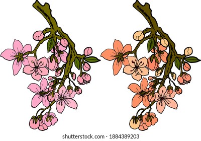 Zweig der Kirschblüte auf Weiß.Vektorgrafik Sakura Blume, Nizza Pfirsichblüte einzeln Vektorgrafik.Japanische Blüte.Naturhintergrund mit blühenden Zweigen der sakurarischen Blume Vektor.Gold Linie Aprikose.