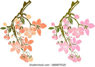 Rama de la flor del cerezo en blanco.Ilustración vectorial Flor Sakura,flor de la meseta de Niza aislada vectorial.Floral japonesa. Fondo natural con rama de flor del sakura vector de flor.Albaricoque de línea dorada.