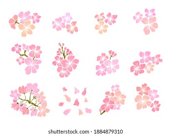 Rama de la flor del cerezo en blanco.Ilustración vectorial Flor Sakura,flor de la meseta de Niza aislada vectorial.Floral japonesa. Fondo natural con rama de flor del sakura vector de flor.Albaricoque de línea dorada.