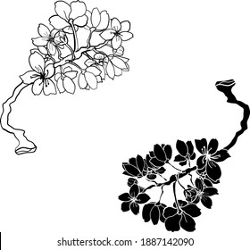 Branch of Cherry blossom on white.Vector illustration Sakura Flower,Nice Peach blossom isolated vector.Japanese floral.Nature background with blossom branch of sakura flower vector.Gold line apricot.