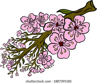 Branch of Cherry blossom on white.Vector illustration Sakura Flower,Nice Peach blossom isolated vector.Japanese floral.