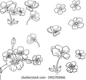 Branch of Cherry blossom on white.Vector illustration Sakura Flower,Nice Peach blossom isolated vector.Japanese floral.
