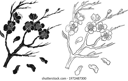 Branch of Cherry blossom on white.Vector illustration Sakura Flower,Nice Peach blossom isolated vector.Japanese floral.