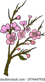 Branch of Cherry blossom on white.Vector illustration Sakura Flower,Nice Peach blossom isolated vector.Japanese floral.