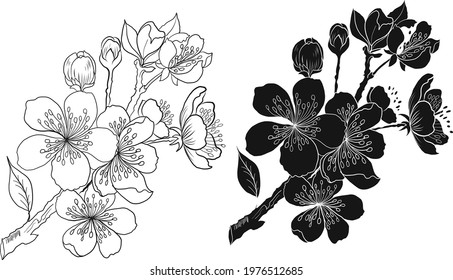 Branch of Cherry blossom on white.Vector illustration Sakura Flower,Nice Peach blossom isolated vector.Japanese floral.