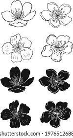 Branch of Cherry blossom on white.Vector illustration Sakura Flower,Nice Peach blossom isolated vector.Japanese floral.