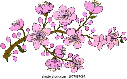 Branch of Cherry blossom on white.Vector illustration Sakura Flower,Nice Peach blossom isolated vector.Japanese floral.