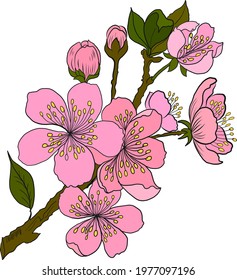Branch of Cherry blossom on white.Vector illustration Sakura Flower,Nice Peach blossom isolated vector.Japanese floral.