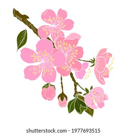 Branch of Cherry blossom on white.Vector illustration Sakura Flower,Nice Peach blossom isolated vector.Japanese floral.