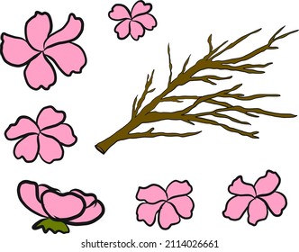 Rama de la flor del cerezo en blanco. Ilustración vectorial Sakura Flower, flor de la meseta Niza aislada vector.Floral japonesa.