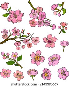 Branch of Cherry blossom on white.Vector illustration Sakura Flower,Nice Peach blossom isolated vector.Japanese floral.