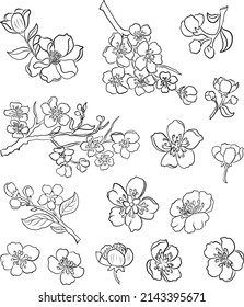 Zweig der Kirschblüte auf Weiß.Vektorgrafik Sakura Blume, Nizza Pfirsichblüte einzeln auf Vektorgrafik.Japanische Blüte.