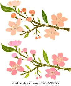  Rama de la flor del cerezo en blanco. Ilustración vectorial Sakura Flower, flor de la meseta Niza aislada vector.Floral japonesa.
