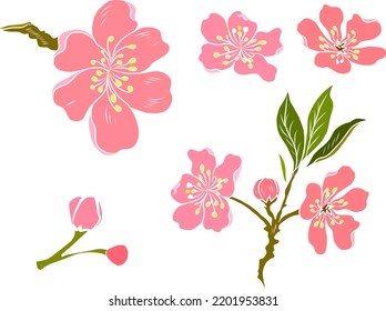  Branch of Cherry blossom on white.Vector illustration Sakura Flower,Nice Peach blossom isolated vector.Japanese floral.