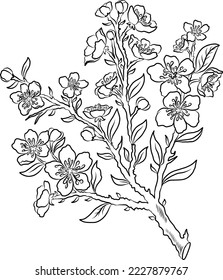 Branch of Cherry blossom on white.Vector illustration Sakura Flower,Nice Peach blossom isolated vector.Japanese floral.
