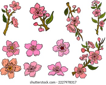 Branch of Cherry blossom on white.Vector illustration Sakura Flower,Nice Peach blossom isolated vector.Japanese floral.