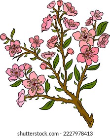 Branch of Cherry blossom on white.Vector illustration Sakura Flower,Nice Peach blossom isolated vector.Japanese floral.