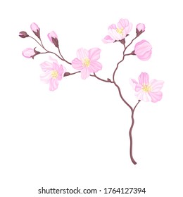 Branch of Cherry Blossom with Tender Pink Flowers Vector Illustration