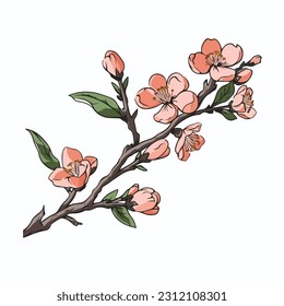 Branch of Cherry blossom , watercolor painting isolated on white background.