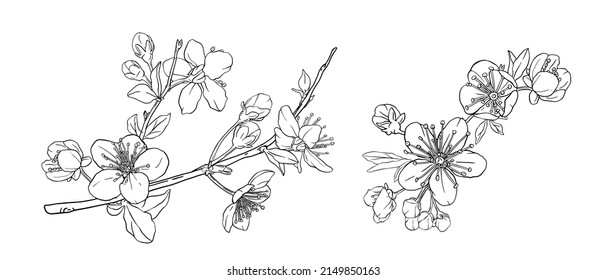 Branch with cherry blossoms. Apple flowers. Line art style hand drawn black and white graphic.